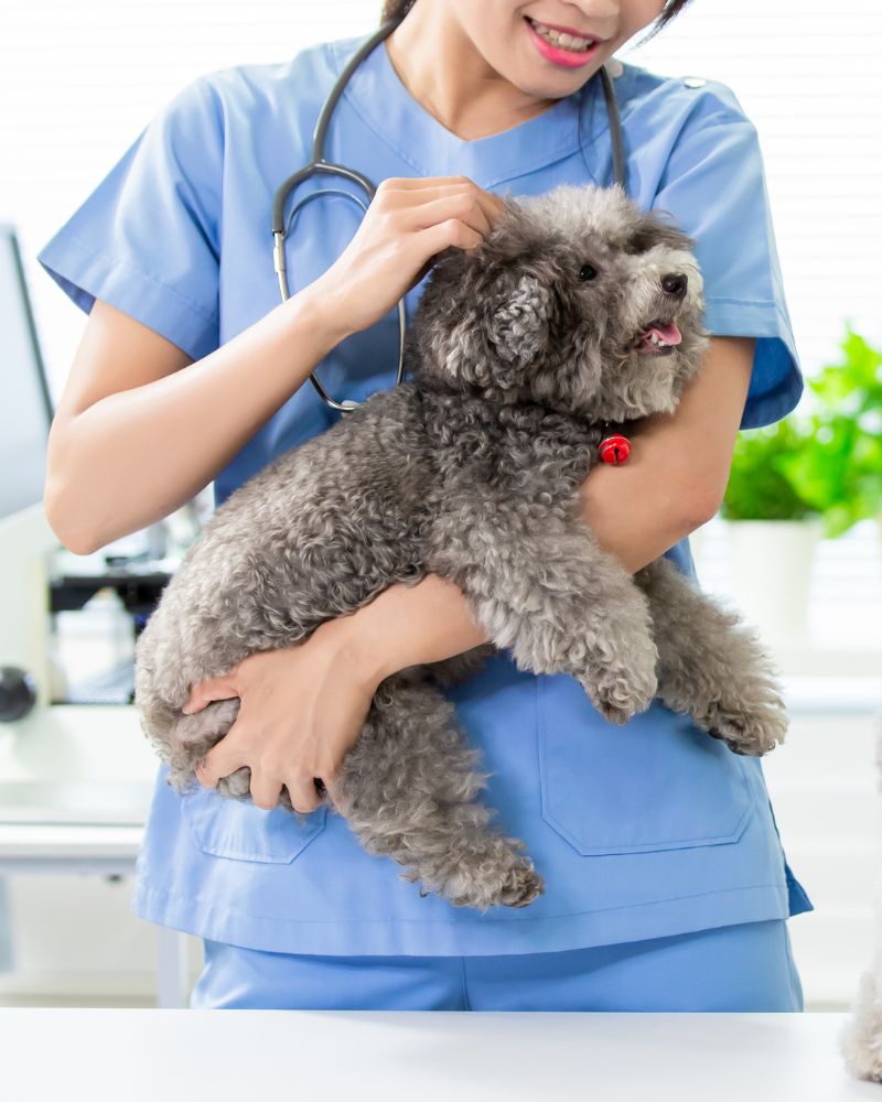 Vet affectionately holding a dog