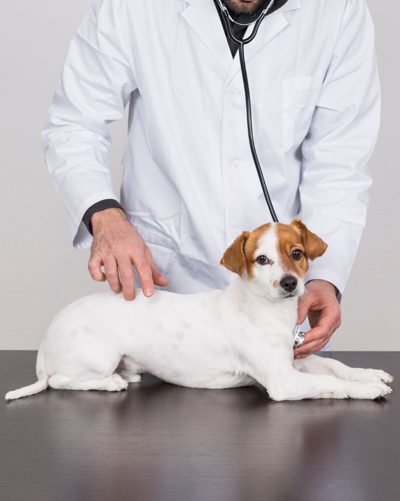 Vet examining a dog with a stethoscope