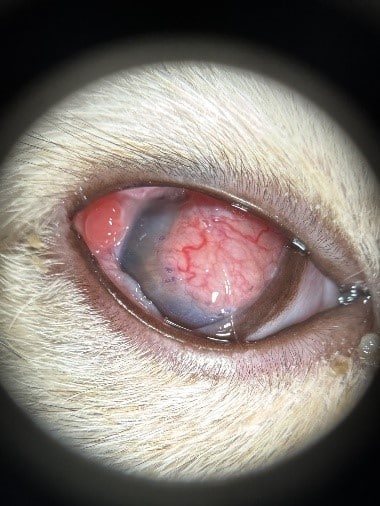 OD healthy vascular graft 13 days post-surgery.