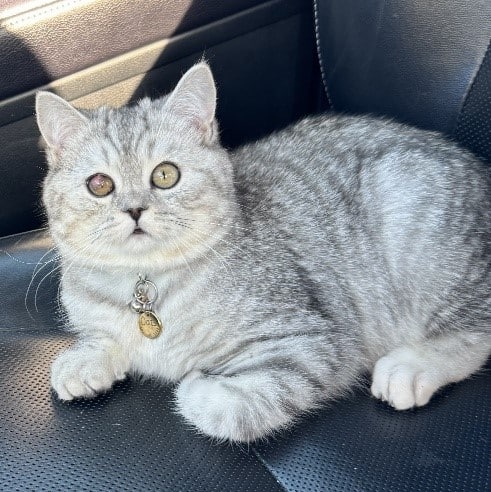 Figure 6: Thinning conjunctival graft 1-month post-surgery.