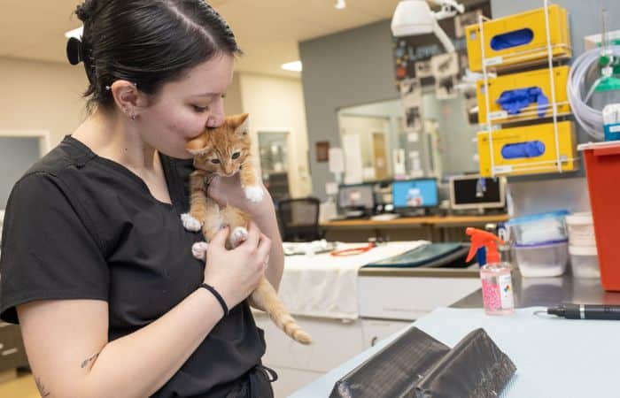 A woman in a veterinary clinic gently holds a cat
