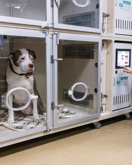 A woman in a lab coat gently pets a dog inside a cage